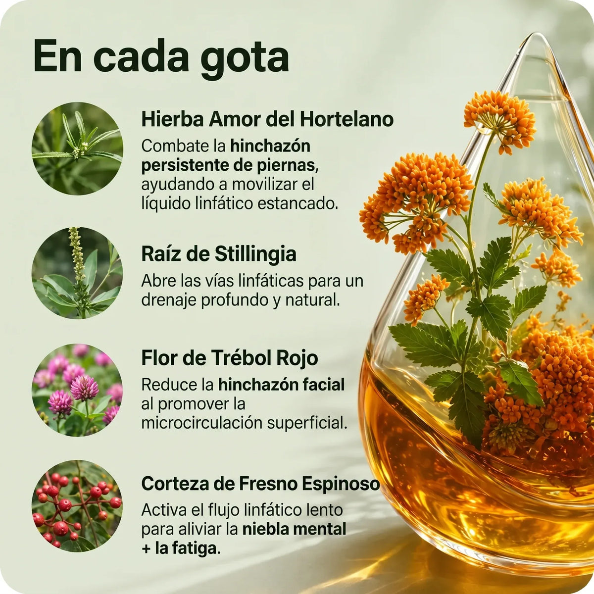Drenaje Linfático Mayaverra - Gotas Naturales (59 ML)